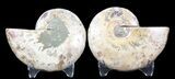 Sliced Fossil Ammonite Pair - Agatized #39594-1